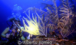 GIRLDIVER WITH GORGONIANS. 
Nikonos 15 mm, Ikelite strob... by Alberto Romeo 